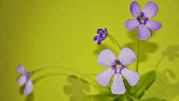 This Attractive Houseplant is Excellent at Eliminating Fungus Gnats – Yes, Really