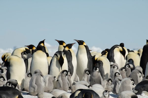 Urgent action on climate needed to protect emperor penguins from extinction