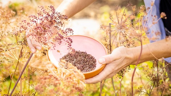 Grow More Plants for Free: 3 Budget-Friendly Seed Saving Tools from Amazon