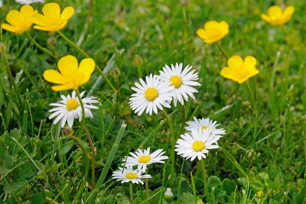 We Polled Hundreds of Gardeners on the Most Underrated Plants – Here’s What They Said