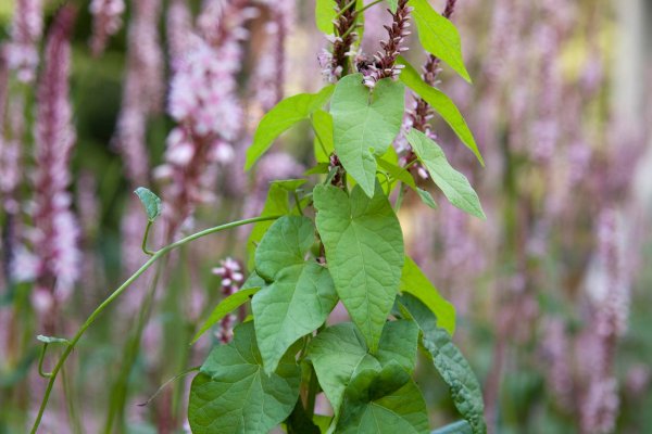 Weeds! Our Comprehensive Guide to 36 Common Troublemakers (and How to Manage Them)