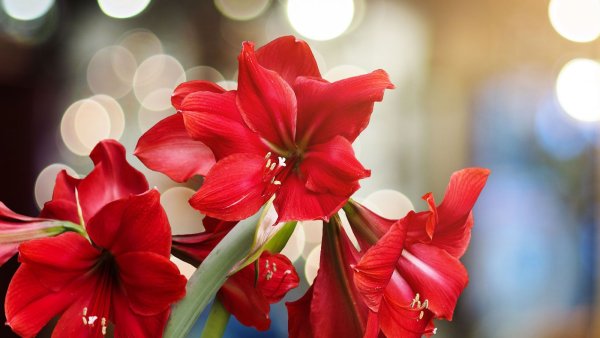 What to Do With Amaryllis in October – 6 Key Steps for Stunning Holiday Blooms