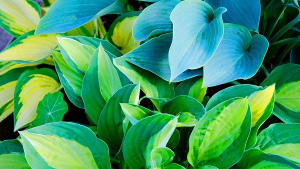 What Your Hostas Need in October – 6 Simple Ways to Ensure Strong Plants and Lush Leaves