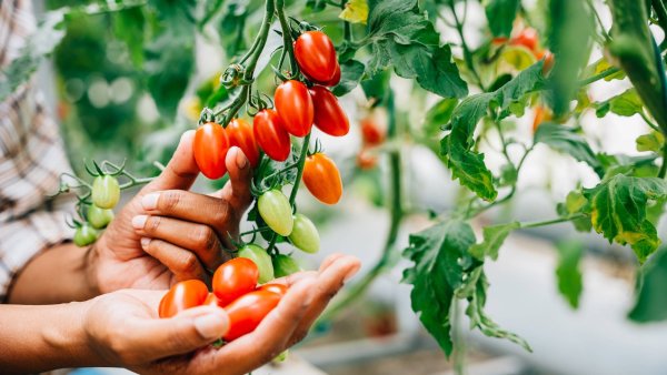 Essential June Care for Your Tomatoes – 5 Quick Tasks for Healthier Plants, Bigger Harvests, and Tastier Tomatoes
