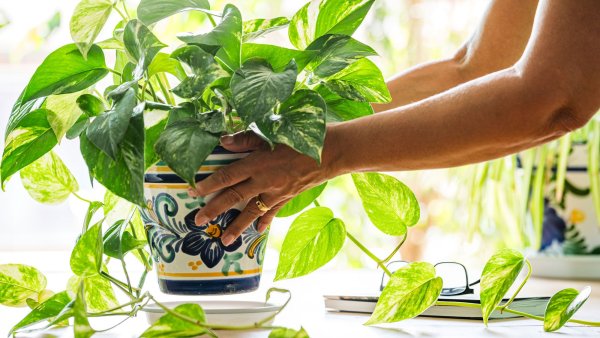 Why Vaseline is Your Houseplant’s Best Ally This Fall – 5 Simple Ways to Use Petroleum Jelly Against Pests