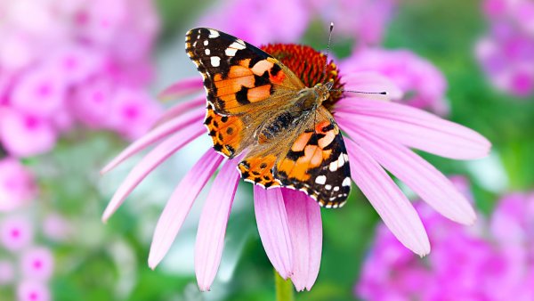 You Already Grow Pollinator Flowers – Now Add This Overlooked Feature to Help Butterflies Flourish